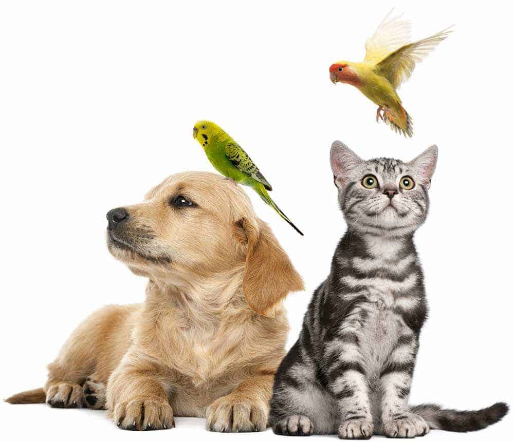Dog, Cat, and Birds