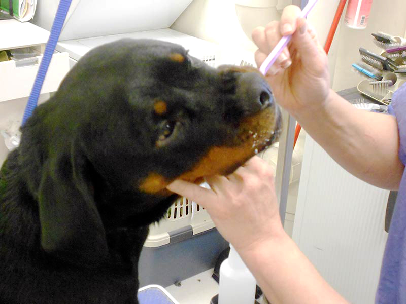 Puppy getting their teeth cleaned