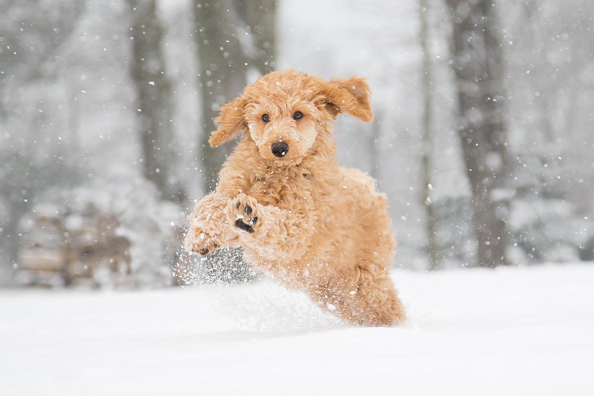 Dog running in the snow