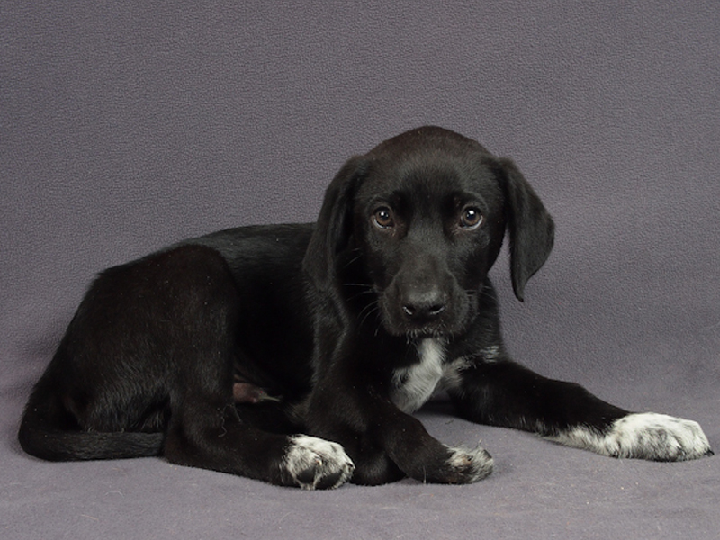 Puppy with deformed limp leg