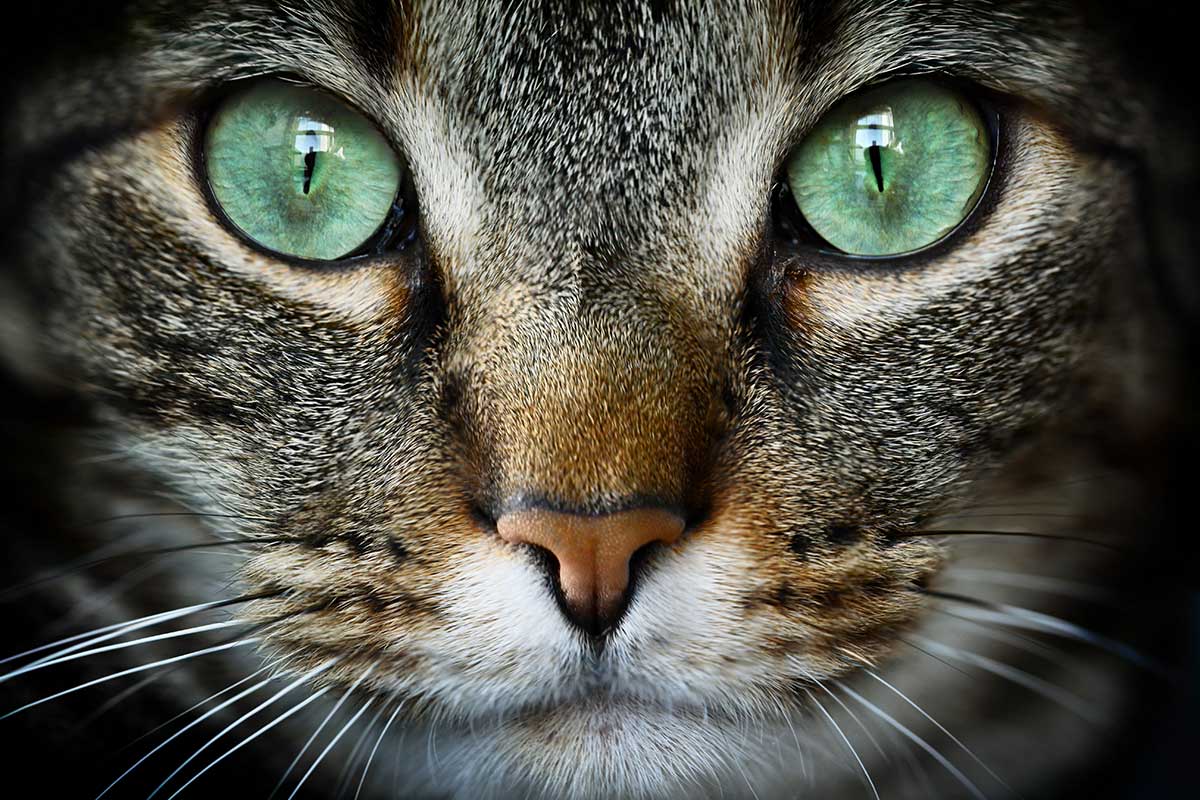 Cat's eyes