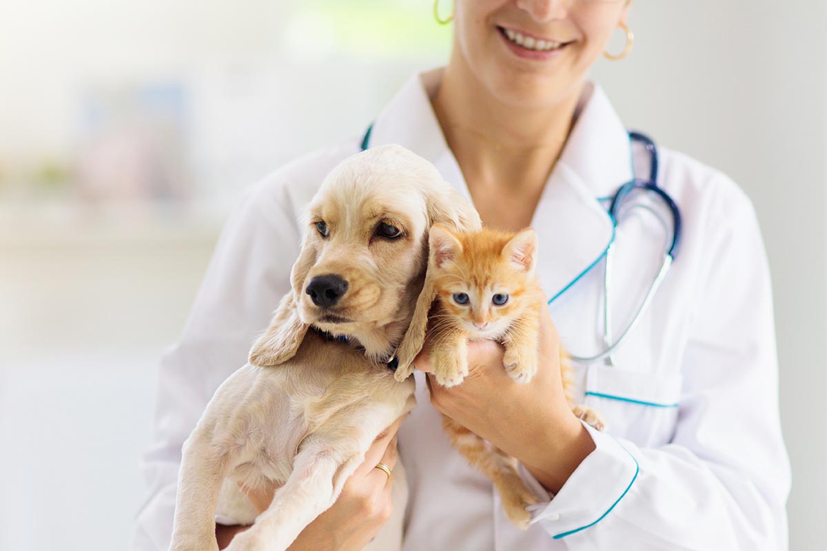 A dog and cat being held by the vet