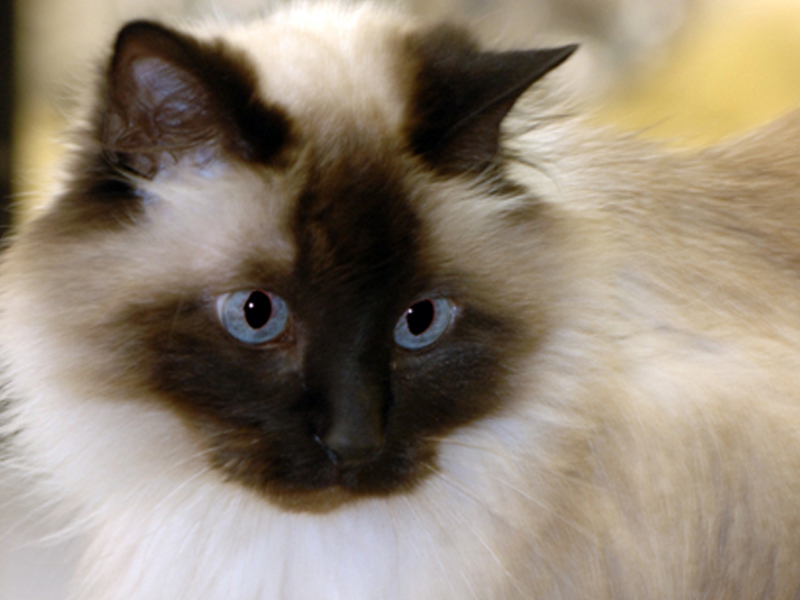 Cat posing for the camera