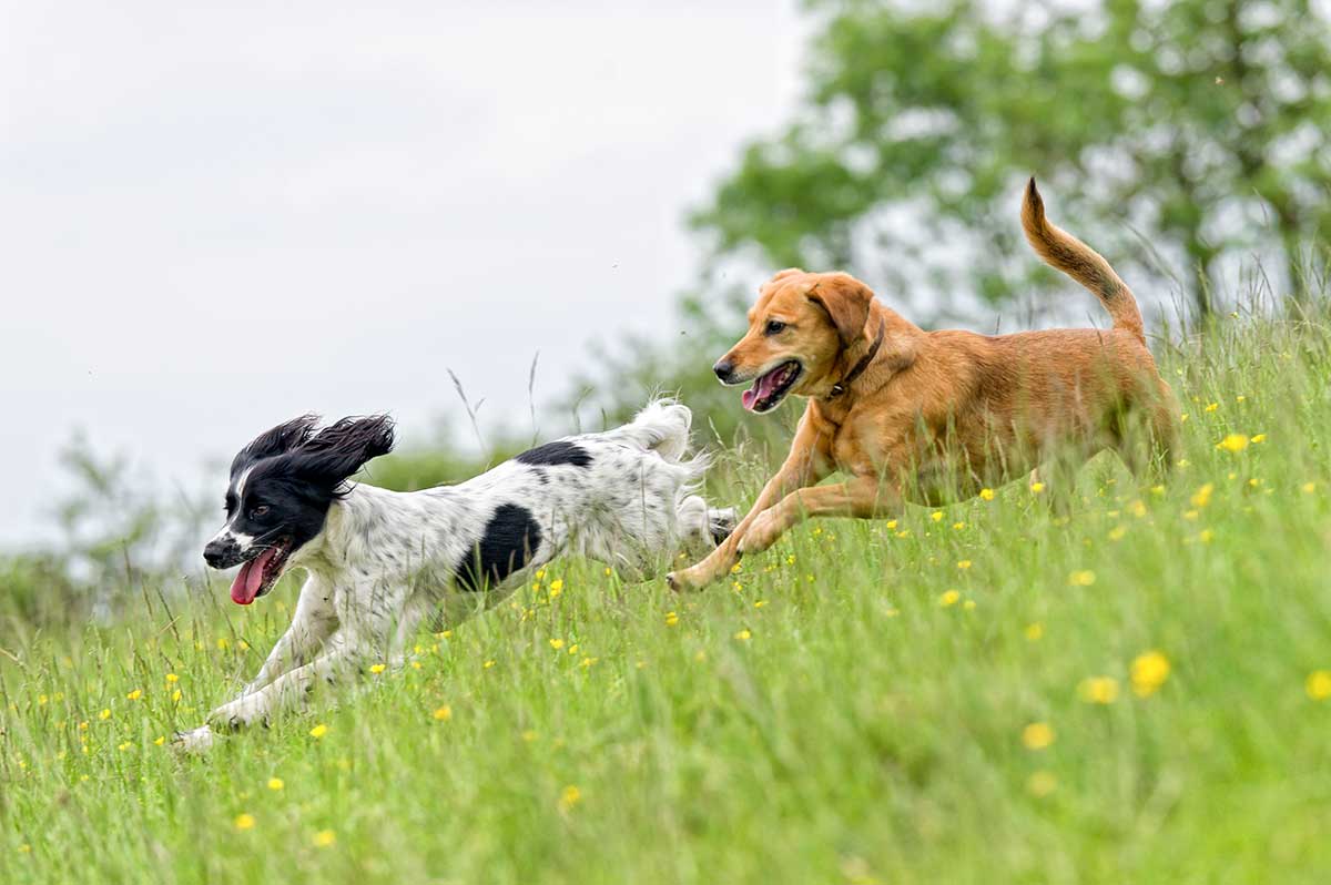 Dogs running in a field