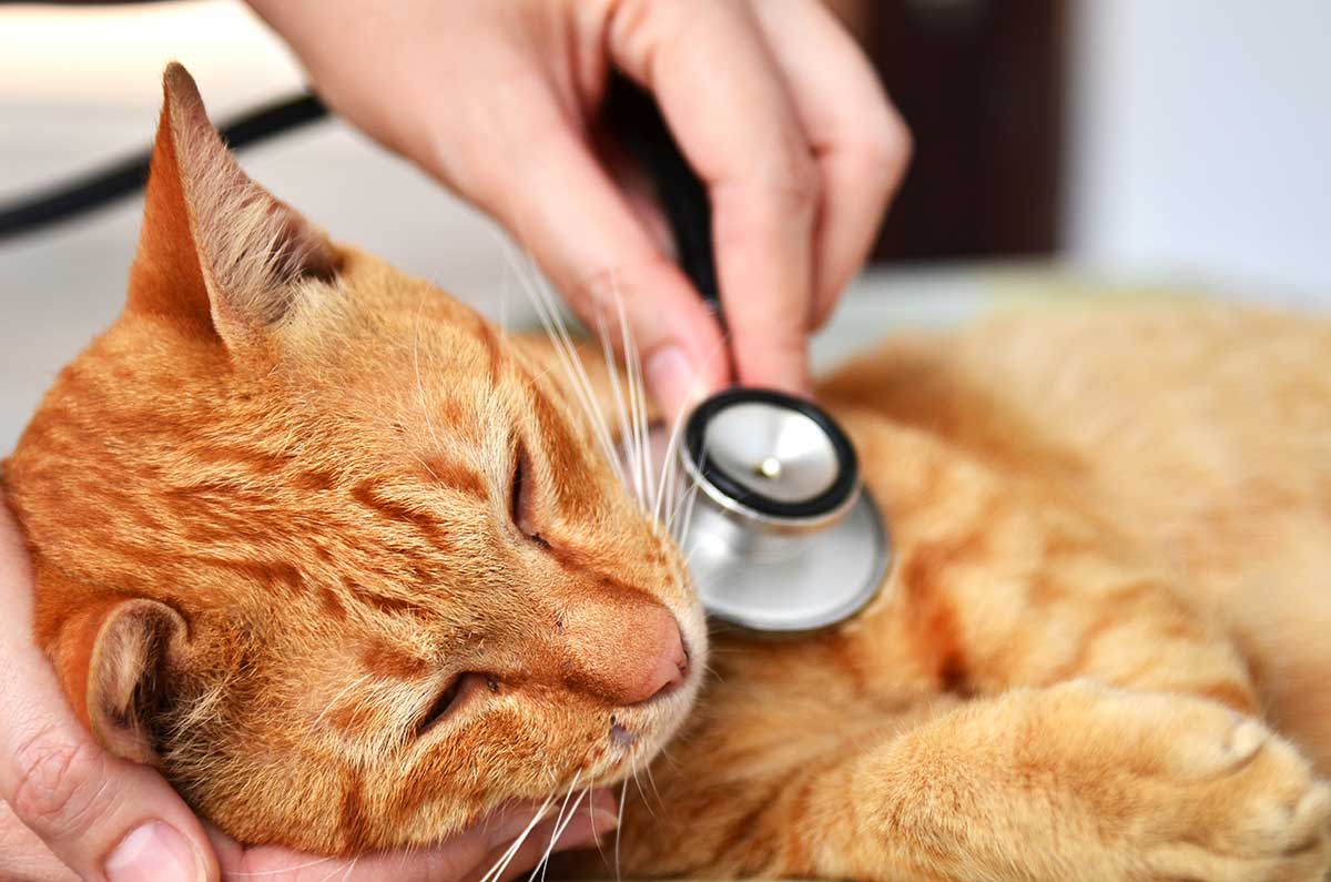 Cat being examined by vet tech
