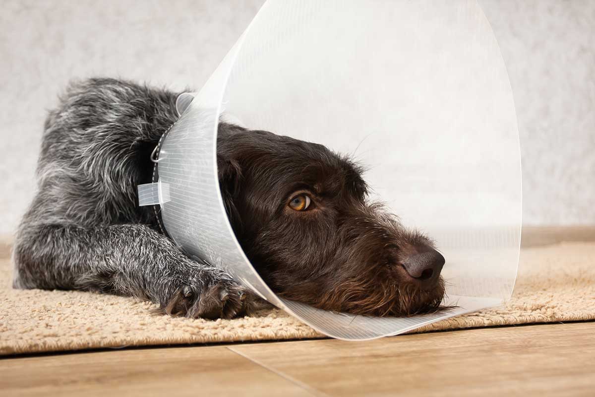 Dog wearing surgical cone