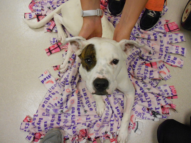 Dog on their blanket