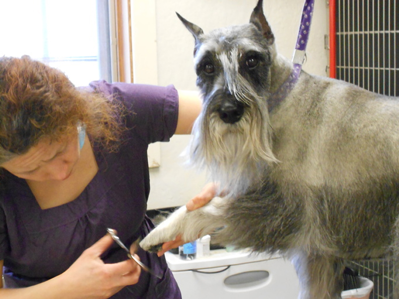 Dog getting paws groomed