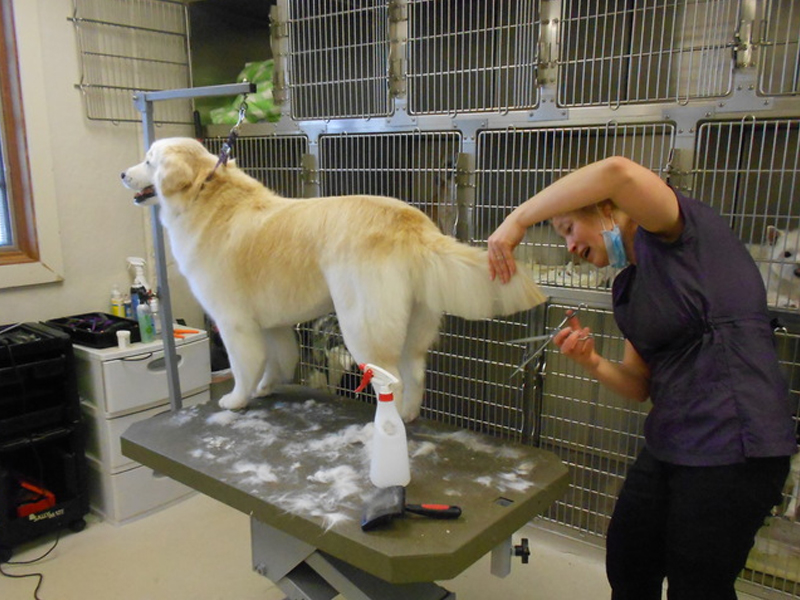Dog getting groomed